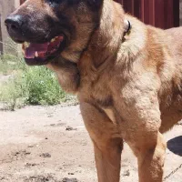 سگ سرابی اصیل دو سال نیم|سگ|قزوین, |دیوار