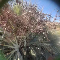 کونل  یا همون  خرما  کوهی شهرستان سرباز موجود|عمده‌فروشی|چابهار, |دیوار