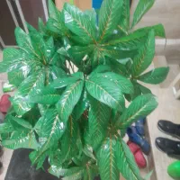 یک عدد درختچه مصنوعی زیبا|گل مصنوعی|تهران, ارجمندی راد|دیوار