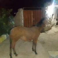 کره اسب ماده ارام به فروش میرسد|اسب و تجهیزات اسب‌سواری|بجنورد, |دیوار