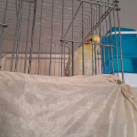 عروس هلندی لوتینو چشم شرابی