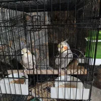 دوتا  عروس هلندی