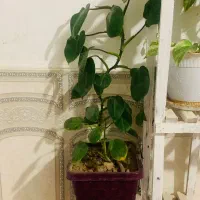 استند و گل ها فروشی|گل و گیاه طبیعی|فیروزآباد (فارس), |دیوار