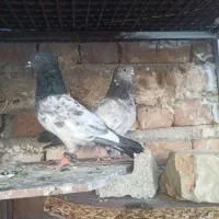 کفتر|پرنده|ایرانشهر, |دیوار