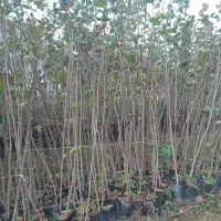 فروش نهال فندق گلدانی ریشه پرس وریشه لخت