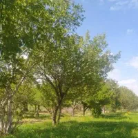 زمین-در-ماهان