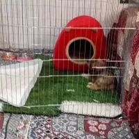 واگذاری سگ خانگی