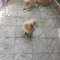 واگذاری پیکینیز امپریال نر ماده