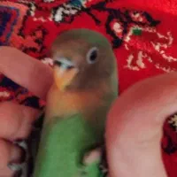 گمشده|حیوانات|تبریز, |دیوار