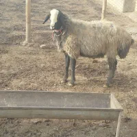 یک راس قوچ شال دوساله