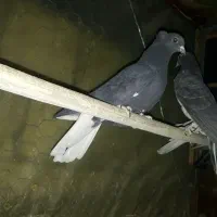 دم سفید|پرنده|مبارکه, |دیوار