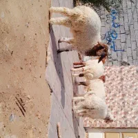 ۴عدد بره نر همشون نر هستند درجه یک صادراتی