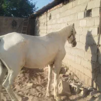 اسب مادیون