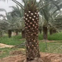 فروش انواع نخل تنه دار