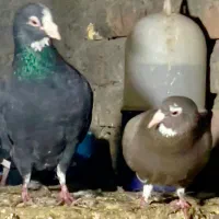 کبوتر|حیوانات|کرمان, |دیوار