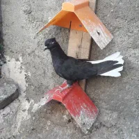 دوتا ماده یکه