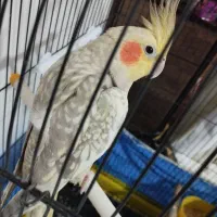عروس هلندی