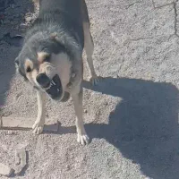 سگ نرو ماده بومی|سگ|اقلید, |دیوار