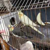 عروس هلندی مولد|پرنده|اردبیل, |دیوار