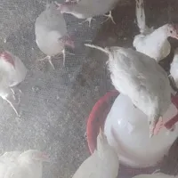 خروس  سه ماهه|پرنده|هشتگرد, |دیوار