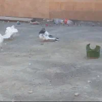 یک عدد کفتر کله دار کاکولی|پرنده|چهارباغ, |دیوار