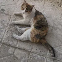 گربه گمشده