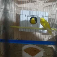 مرغ عشق لوتینو