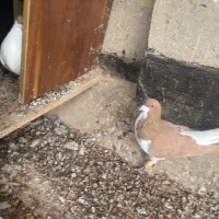 کبوتر|پرنده|تاکستان, |دیوار