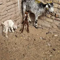 بزدوقلو زا بادوتا کهره و دوعدد بره شیری|حیوانات مزرعه|کرمان, |دیوار