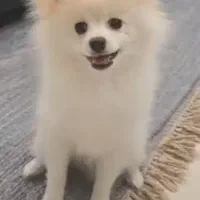 سگ پامر آپارتمانی