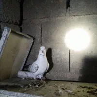 کبوتر ساعتی