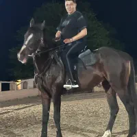 حیوان|اسب و تجهیزات اسبسواری|سرخرود, |دیوار