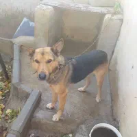 واگذاری یک قلاده سگ ژرمن در سعیدآباد هشتگرد|سگ|هشتگرد, سعید آباد|دیوار