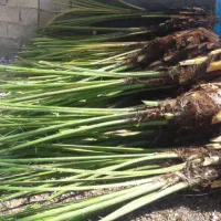 پاجوش نخل|گل و گیاه طبیعی|داراب, |دیوار