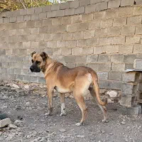 سگ سرابی|سگ|مهدی شهر, |دیوار