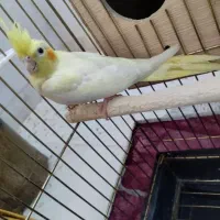 عروس هلندی گم شده|حیوانات|قم, پردیسان|دیوار