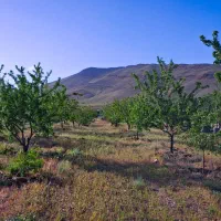 باغ-بادام-فریدن-روستای-حصور