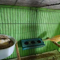 یک جفت قناری