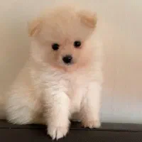 پامر، پودل، خرسی روباهی، اشپیتز از1800