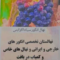 گلدنایت، فوجی زابو بنفش چینی دربافت کرمان