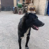 سگ نگهبان نژاد خراسانی با افغان