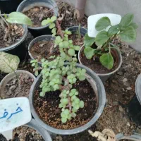 گل آپارتمانی با ارسال رایگان|گل و گیاه طبیعی|مبارکه, |دیوار