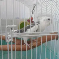 عروس سخنگو|پرنده|قرچک, مهدیه|دیوار