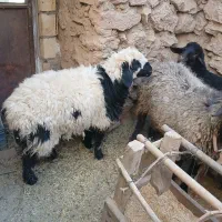 فروش بره|حیوانات مزرعه|تفت, |دیوار