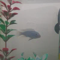 ماهی سیچیلاید