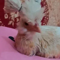 مرغ