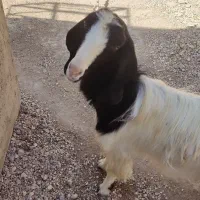 فروش یک راس بز|حیوانات مزرعه|اهرم, |دیوار