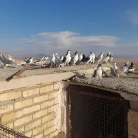 کبوتر پرشی|پرنده|اسفراین, |دیوار