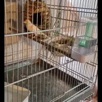 قناری جفت رو تخم