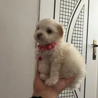 سگ مالتیز سه ماهه